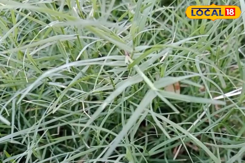 त्वचा रोग में लाभ  त्वचा रोग में लाभ