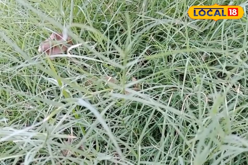 ब्लड शुगर और इम्युनिटी ब्लड शुगर और इम्युनिटी