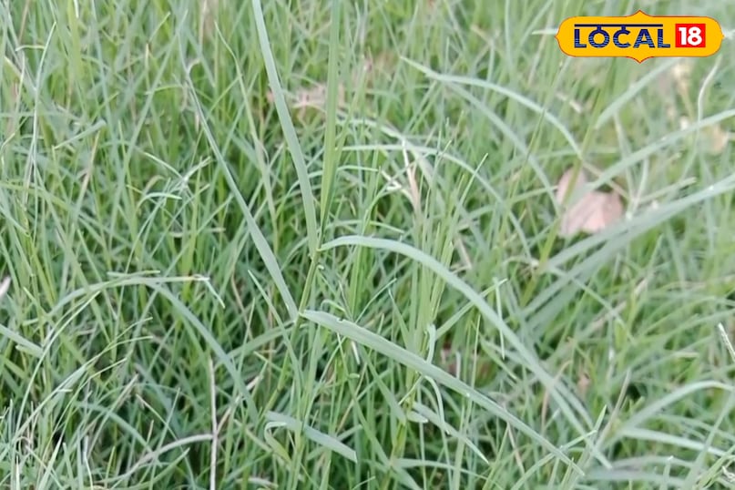 कैसे करें इस्तेमाल?... कैसे करें इस्तेमाल?...