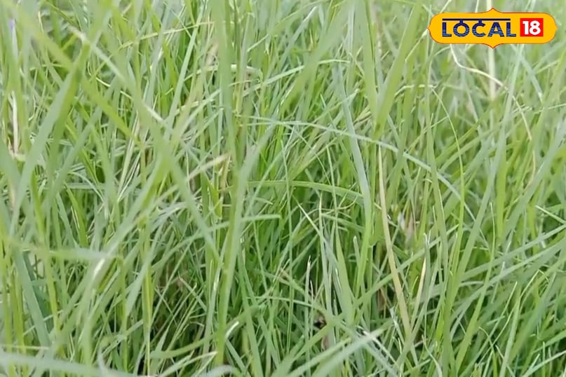 धार्मिक मान्यता  धार्मिक मान्यता