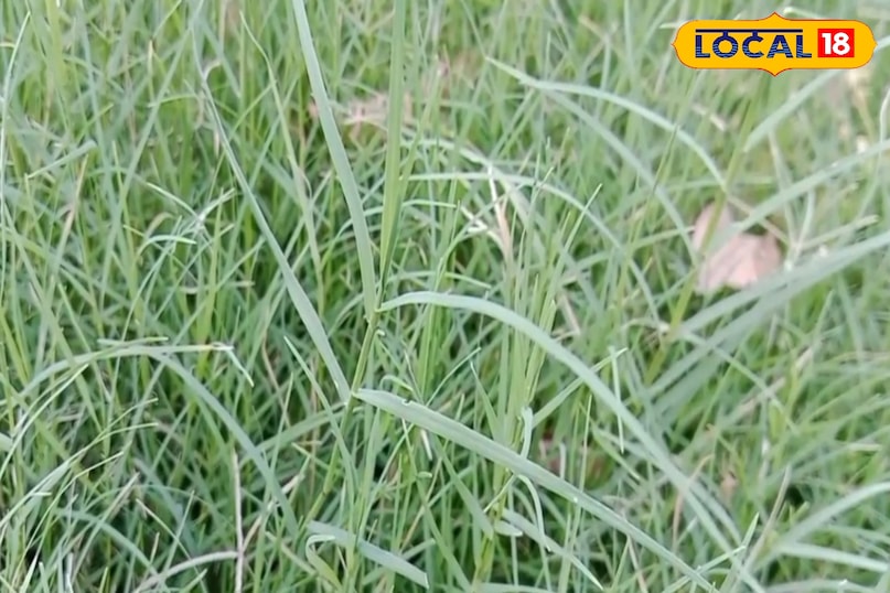 सावधानी भी जरूरी  सावधानी भी जरूरी