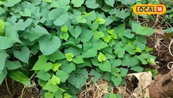 Agri Tips: जीरो खर्च पर उगेगी बस्तर की ये फेमस भाजी, ये है एक्सपर्ट का सीक्रेट