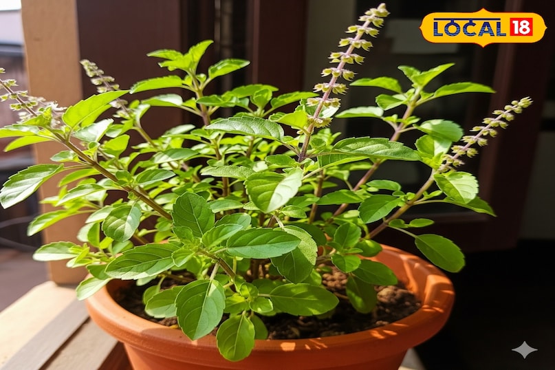 महत्व  महत्व