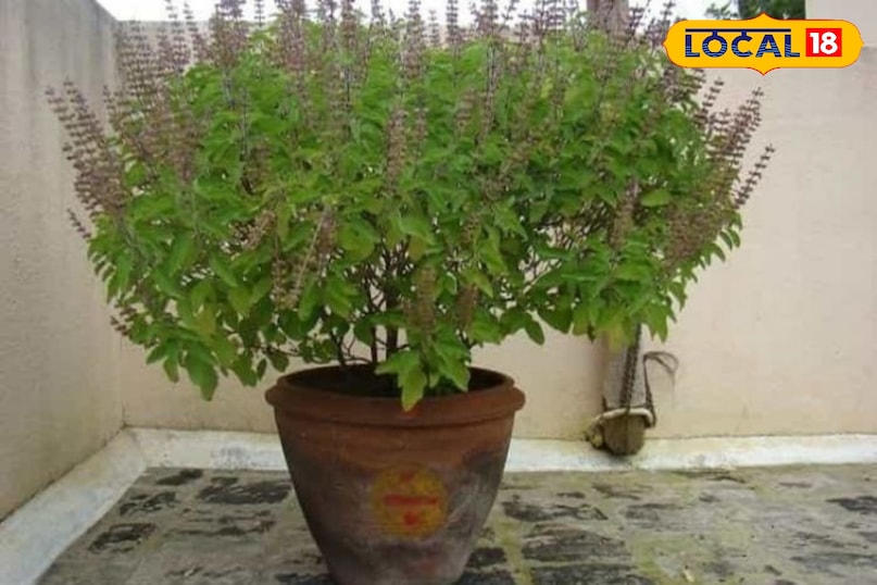 बीमारी दूर  बीमारी दूर