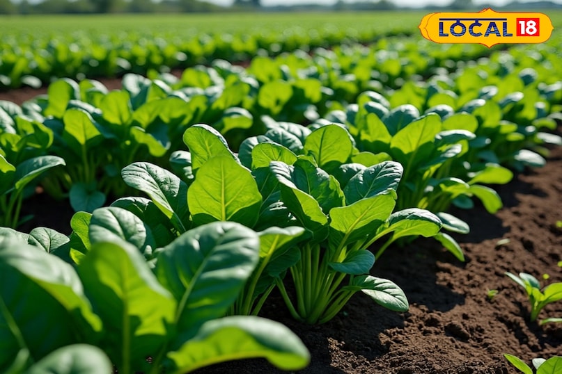 किचन गार्डन कैसे तैयार करें, किचन गार्डन में कौन सी सब्जी उगा सकते हैं, किचन गार्डन में सब्जियां उगाते समय किन बातों का ध्यान रखें, किचन गार्डन की देखभाल कैसे करें, लोकल 18, How to prepare a kitchen garden, which vegetables can be grown in the kitchen garden, what things to keep in mind while growing vegetables in the kitchen garden, how to take care of the kitchen garden, Local 18