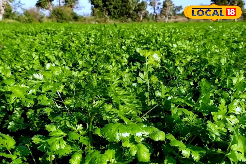 किचन गार्डन कैसे तैयार करें, किचन गार्डन में कौन सी सब्जी उगा सकते हैं, किचन गार्डन में सब्जियां उगाते समय किन बातों का ध्यान रखें, किचन गार्डन की देखभाल कैसे करें, लोकल 18, How to prepare a kitchen garden, which vegetables can be grown in the kitchen garden, what things to keep in mind while growing vegetables in the kitchen garden, how to take care of the kitchen garden, Local 18