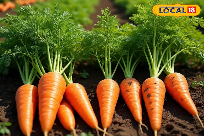 किचन गार्डन कैसे तैयार करें, किचन गार्डन में कौन सी सब्जी उगा सकते हैं, किचन गार्डन में सब्जियां उगाते समय किन बातों का ध्यान रखें, किचन गार्डन की देखभाल कैसे करें, लोकल 18, How to prepare a kitchen garden, which vegetables can be grown in the kitchen garden, what things to keep in mind while growing vegetables in the kitchen garden, how to take care of the kitchen garden, Local 18