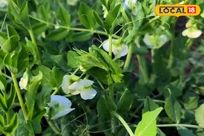 किचन गार्डन कैसे तैयार करें, किचन गार्डन में कौन सी सब्जी उगा सकते हैं, किचन गार्डन में सब्जियां उगाते समय किन बातों का ध्यान रखें, किचन गार्डन की देखभाल कैसे करें, लोकल 18, How to prepare a kitchen garden, which vegetables can be grown in the kitchen garden, what things to keep in mind while growing vegetables in the kitchen garden, how to take care of the kitchen garden, Local 18