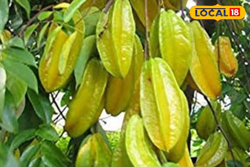 कमरख कमरख