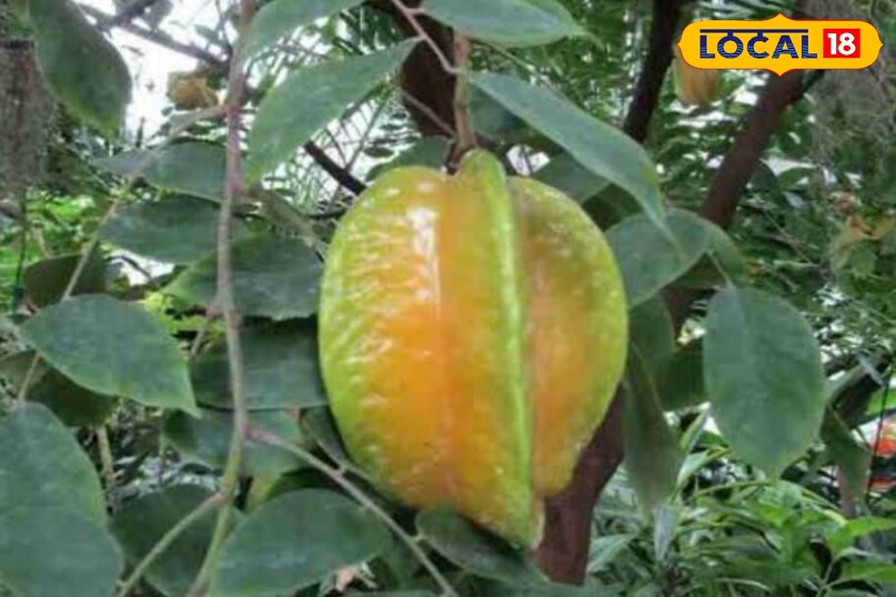 कमरख कमरख