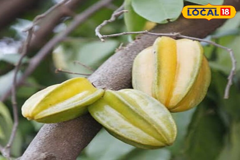 कमरख कमरख