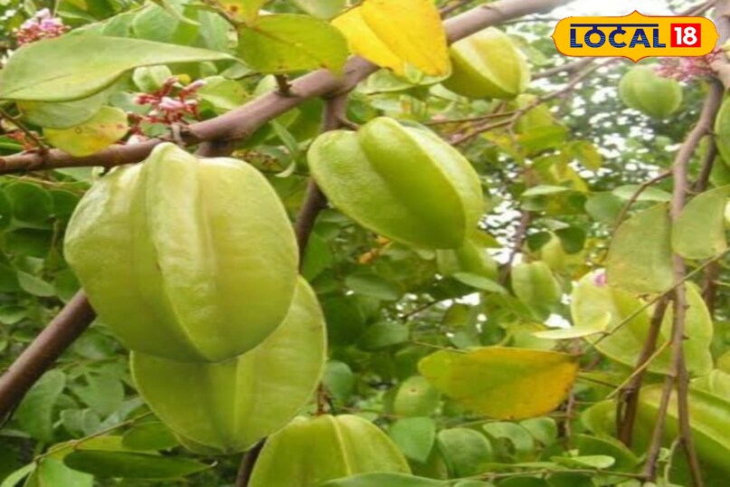 कमरख कमरख