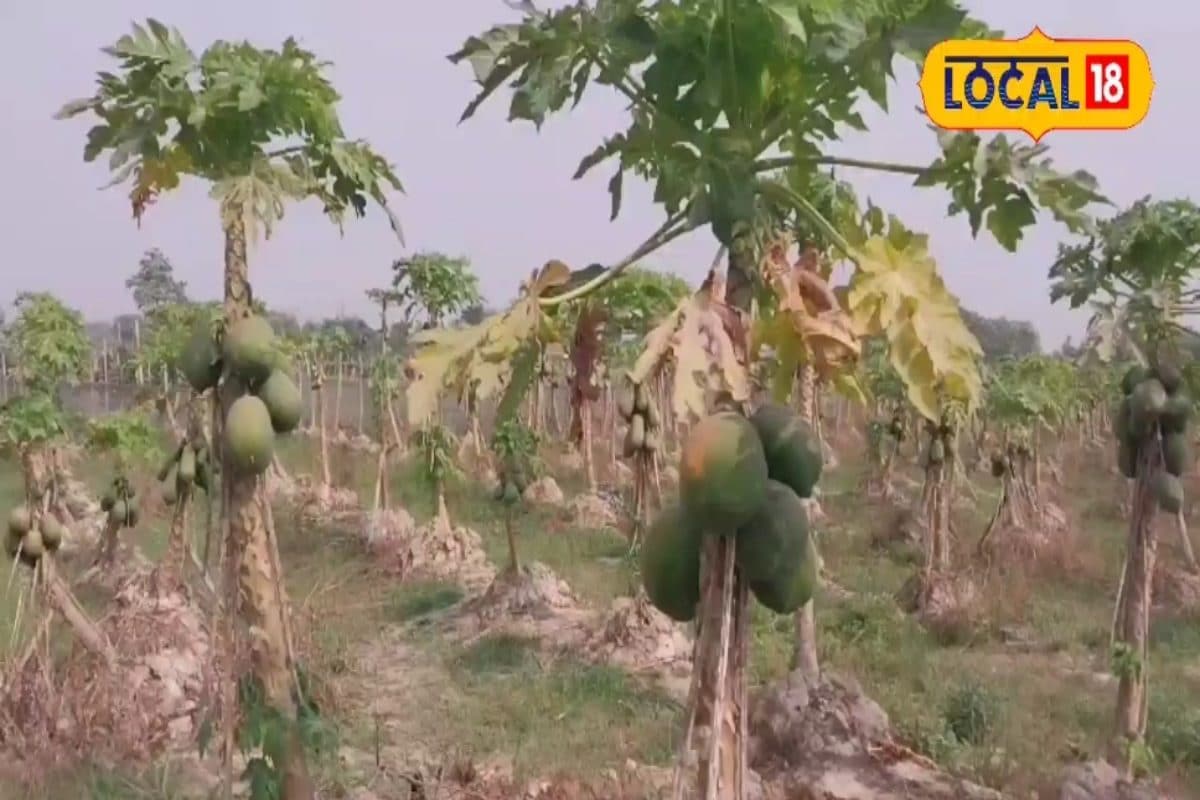 एक बार करें खेती..कई साल घर बैठकर खाएंगे आप, इस फल को खरीदने टूट पड़ते हैं लोग