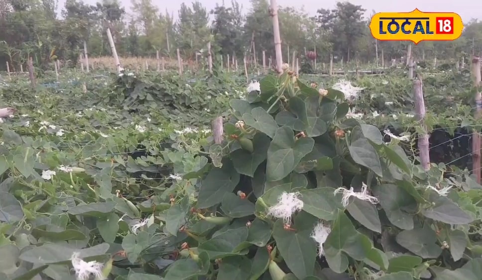 1 बीघा, 80000 का मुनाफा... किसान नवंबर माह में कर लें इस फसल की खेती