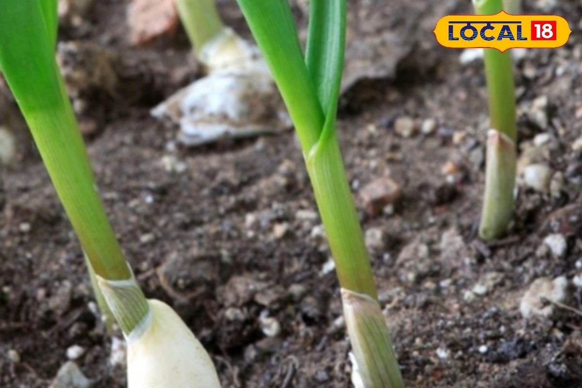 लहसुन की खेती में रख लिया इसका ध्यान, देखते-देखते बनेंगे मालामाल