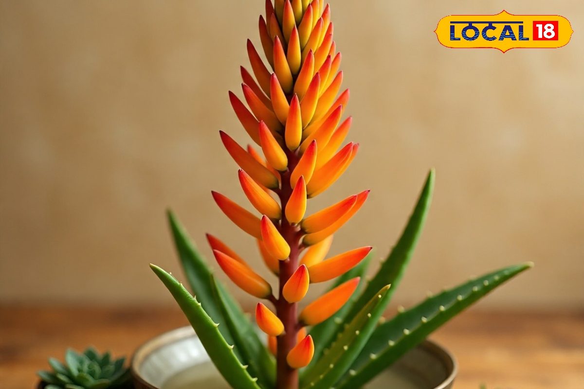 इस फूल का खिलना है बड़ा संकेत, बदल जाएगी किस्मत, घर में यहां रखने से बढ़ेगा धन