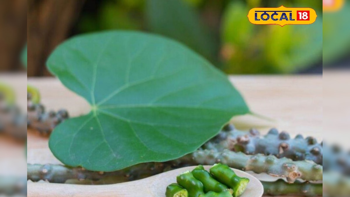 Giloy Benefits: कई बीमारियों का काल है ये बेल, सर्दी-खांसी, बुखार जैसी हर बीमारी रहेगी दूर; गिनते रह जाएंगे फायदे