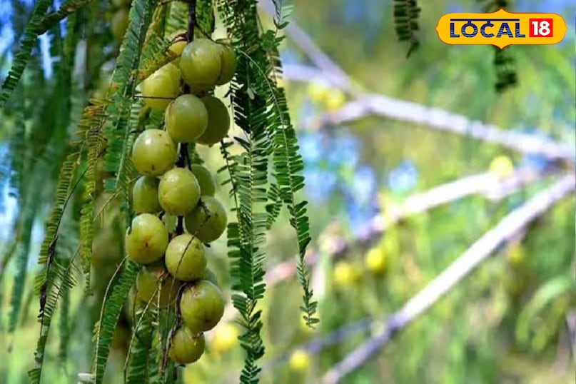 लोकल 18  लोकल 18