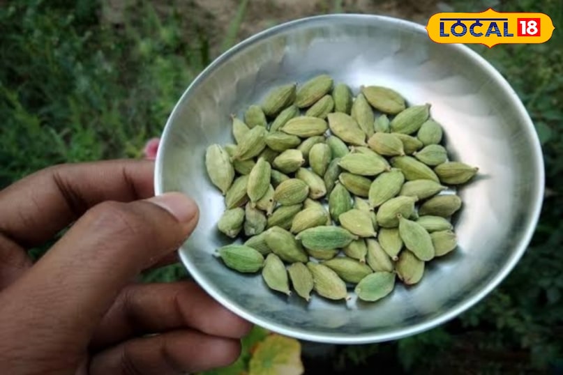 उन्होंने यह भी कहा कि इलायची शरीर से विषैले पदार्थों को बाहर निकालने का काम करती है. यह लिवर और किडनी की सफाई में मदद करती है और मेटाबॉलिज़्म को दुरुस्त रखती है. जो लोग बहुत बाहर का या तला-भुना खाना खाते हैं, उनके लिए इलायची रोज़ाना लेना शरीर को हल्का और ऊर्जावान महसूस करा सकता है. 