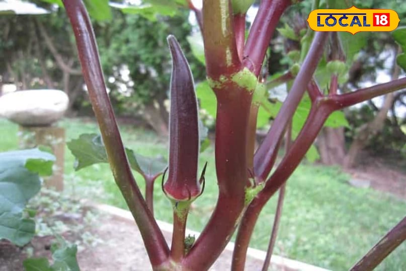 लाल भिड़ी की खेती, लाल भिड़ी से कमाई, लाल भिड़ी खेती कब करें, लाल भिड़ी खेती टिप्स, local18, khargone letest news, Madhya Pradesh hindi news, agriculture tips