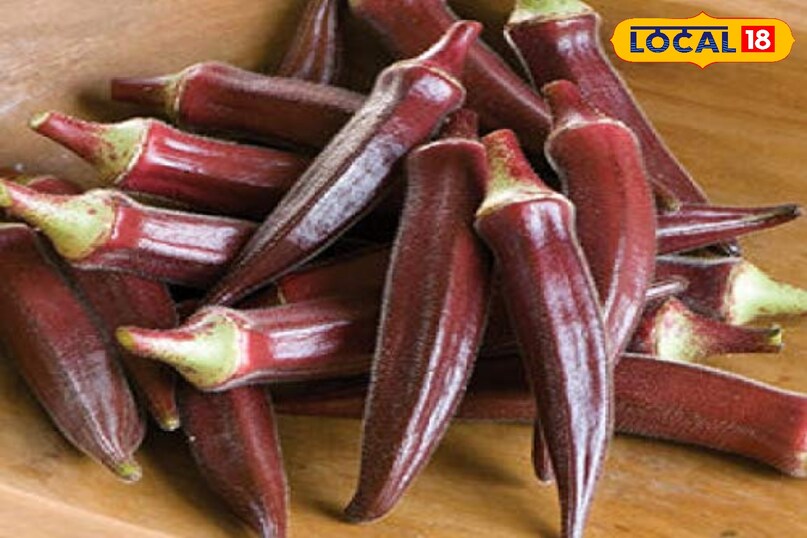 लाल भिड़ी की खेती, लाल भिड़ी से कमाई, लाल भिड़ी खेती कब करें, लाल भिड़ी खेती टिप्स, local18, khargone letest news, Madhya Pradesh hindi news, agriculture tips 