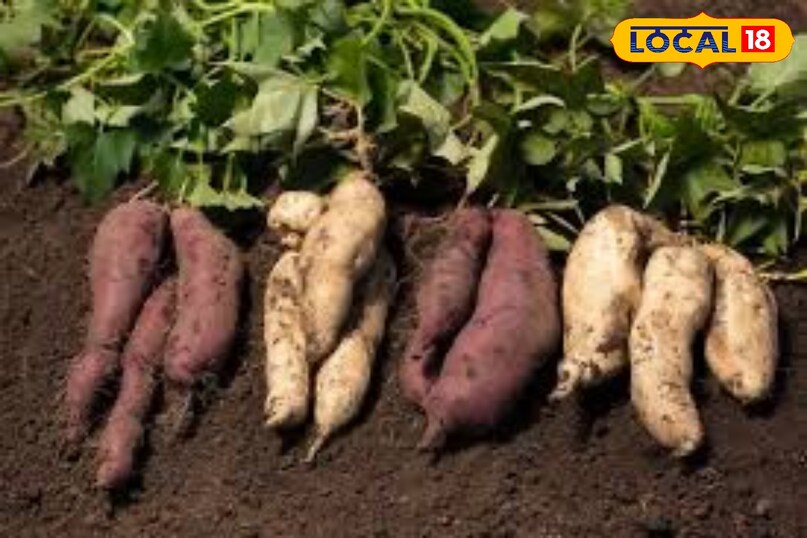 शकरकंद शकरकंद