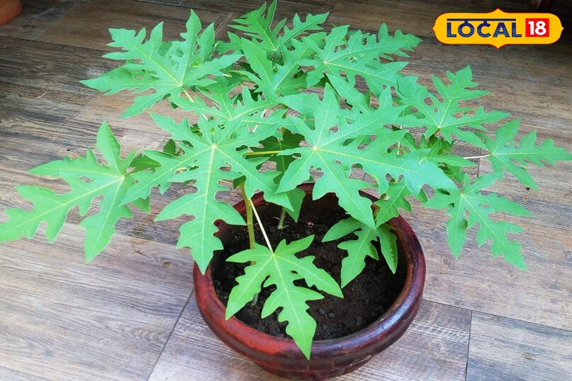 Papaya Plant Grow Tips at home Papaya Plant Grow Tips at home