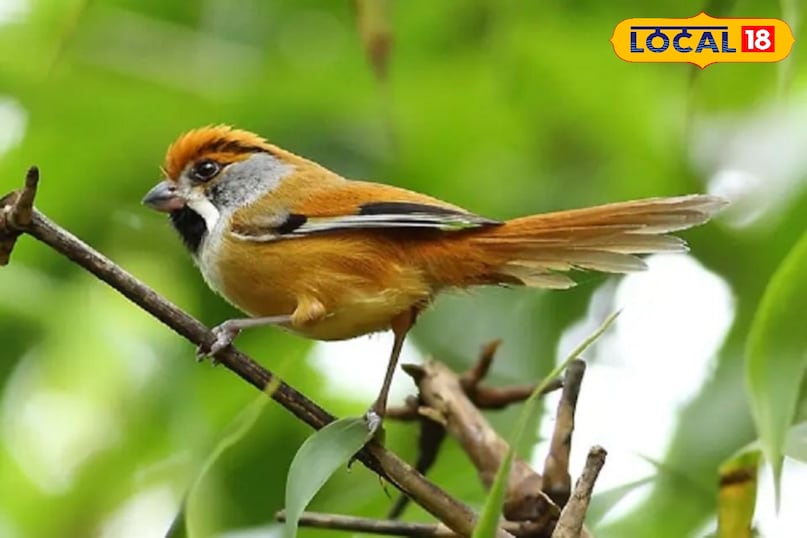 Bird watching in nainital Bird watching in nainital