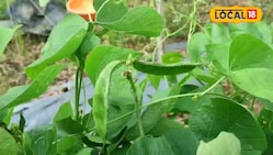 दो महीने में तैयार हो जाती है बीन्स की ये खास किस्म... होती है लाखों में कमाई 