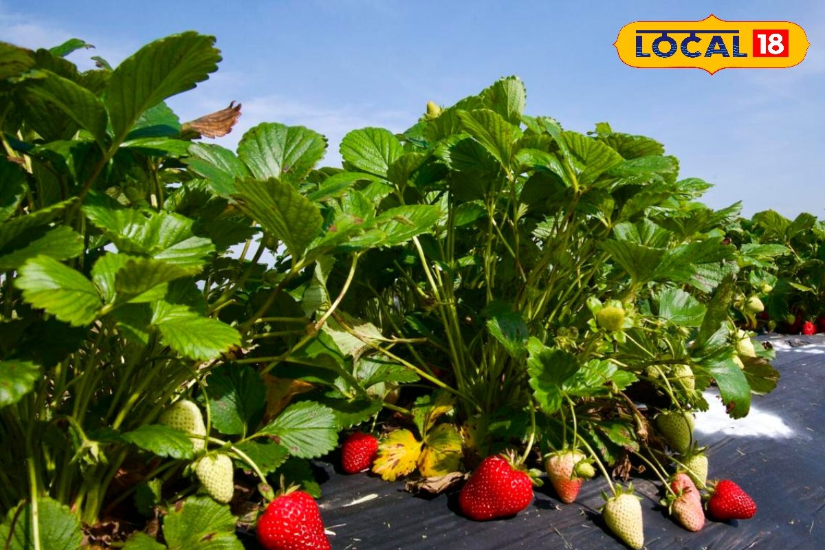 सर्दियों में करें इस विदेशी फल की खेती, एक सीजन में दरवाजे खड़ी होगी कार...!