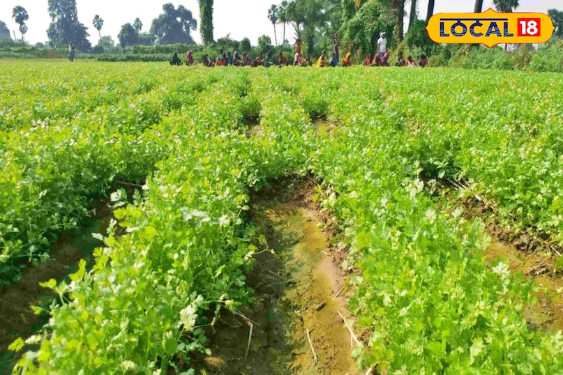 किसान भाई धनिया की फसल साल में दो बार ले सकते हैं. इसमें आप रबी और खरीफ में धनिया ले सकते है. लेकिन धनिया के लिए रबी का सीजन ज्यादा अनुकूल है. इसमें खास तौर से बीजों के लिए धनिया की बुवाई होती है. हालांकि, पर्वतीय क्षेत्रों में नवंबर के अंतिम सप्ताह के आसपास ही इसकी बुवाई की जा सकती है, क्योंकि इसके बाद ठंड बढ़ने लगती है. 