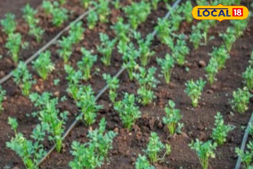 किसान भाई एक एक एकड़ में धनिया लगाना चाहते हैं, तो उन्हें 8 किलो बीज लगता है. और खेत की तैयार के लिए 3 हजार रुपए लगते हैं. बारिश के मौसम में धनिया की खेती के लिए, खेत को 2-3 बार रोटावेटर या कल्टीवेटर से जोतना चाहिए.