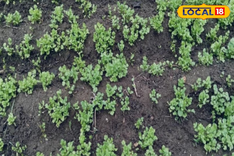 हाइब्रिड धनिया के बीजों का उपयोग करना बेहतर है, जैसे कि ईस्ट-वेस्ट, समृद्धि सीड्स, या गंगा सीड्स. अगस्त महीने में इन किस्मों के बीजों की बुवाई करने से अंकुरण जल्दी होता है.