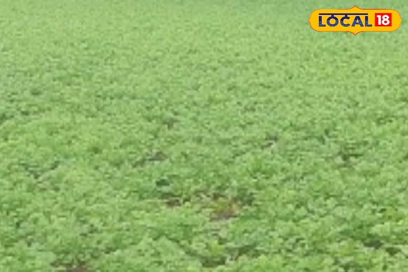 ऐसे में पूरी खेती के लिए करीब 12 से 15 हजार रुपए की लागत आएगी. इसमें दो तरह की धनिया की खेती होती है. इसमें पत्ती वाले धनिया के लिए एक महीना और बीज के लिए करीब दो महीने का इंतजार करना पड़ेगा.