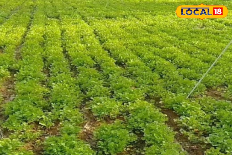 अंकुरण आने के लगभग एक सप्ताह बाद धनिया में दोबारा सिंचाई करनी होती है. पौध हल्की बड़ी होने के बाद जब पौधों की छटाई करें, तो पौधे से पौधे की दूरी लगभग 15 सेंटीमीटर हो इसका ध्यान जरूर दें. अगर किसानों को पत्तों के लिये धनिये का उत्पादन करना है, तो सिंचाई 3 दिन के अंतराल में करनी होती है. ताकि पत्तियों का उत्पादन अधिक हो.