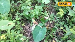 जीरो खर्च पर उगा सकते हैं बस्तर की ये फेमस सब्जी, बागवानी का खर्चा भी कम