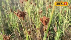 Agri: जीरो खर्च में उगगी बस्तर की ये फेमस फसल, एक्सपर्ट से समझें सीक्रेट