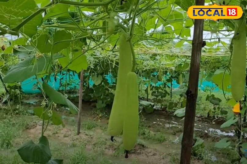 thand me louki ki kheti, louki farming tips winter, local18, khargone letest news, Madhya Pradesh hindi 