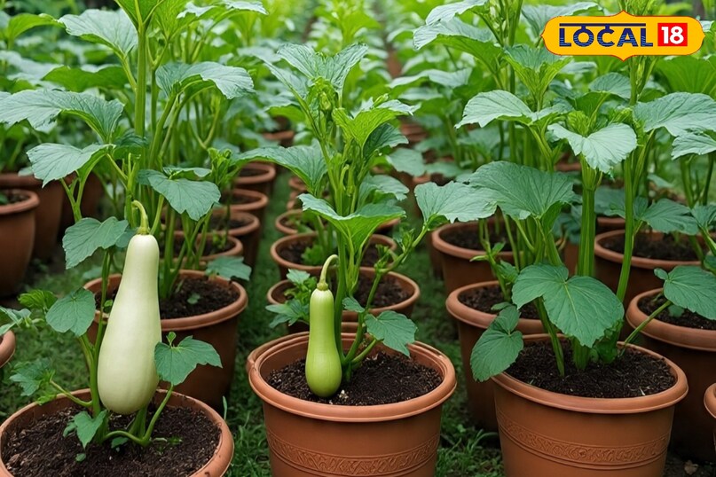 अगर आप ठंड के दिनों में गमले में कई तरह की सब्जियों की खेती कर सकते हैं. लेकिन बेलों पर उगने वाली सब्जियों की खेती आसानी से हो सकती है. ऐसे में आप मटर, तोरई, लौकी, कद्दू , परवल, सेमी और पोपट की सब्जियों की खेती कर सकते हैं.