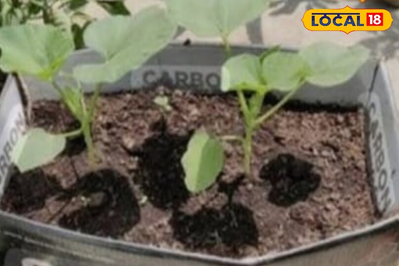 घर में सब्जियों की खेती करने के लिए आपको कुछ चीजों की जरूरत पड़ सकती है. इसमें सब्जियों के बीज, छेद वाला गमला, अच्छी गुणवत्ता मिट्टी, गोबर खाद और पानी का छिड़काव करने वाला यंत्र. वहीं, बेलों को सहारा देने के लिए रस्सी और बांस की लठ्ठ की जरूरत पड़ेगी.