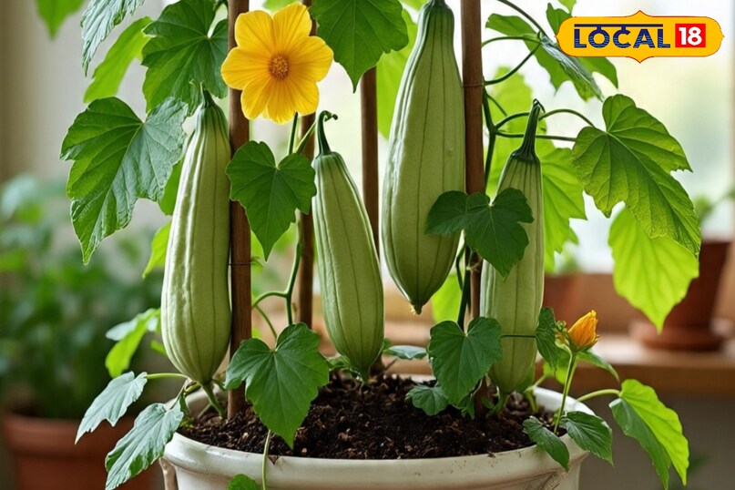 अगर आप बालकनी में खेती कर रहे है. तब बेले आपको परेशान कर सकते हैं. ऐसे में आप बालकनी बेलों को व्यवस्थित करने के लिए रस्सियां बांध कर बेलों को सहारा दे सकते हैं. इससे बेल व्यवस्थित लगेंगे और उस पर ज्यादा से फल लगेंगे. 