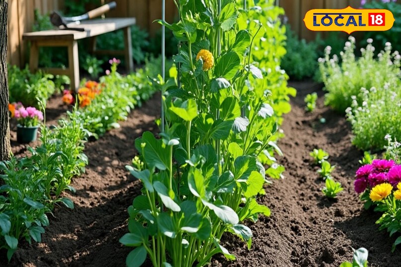 अगर आपके घर में जगह है, तो आप अपने किचन गार्डन में मटर लगा सकते हैं. इसमें सारी प्रक्रिया वैसी ही रहेगी जैसे दूसरी सब्जियों में थी. बस फर्क ये रहेगा कि बुआई का तरीका बदल जाएगा. इसमें आप आधा इंच गहराई पर बीज बोए और पौधे से पौधे की दूरी लगभग 12 से 15 इंच की रखना चाहिए.