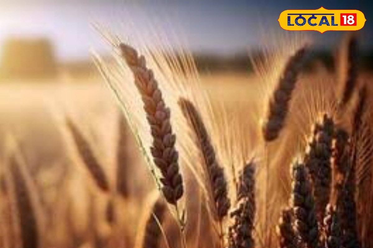 गेहूं बोने से पहले पढ़ लो ये 5 जरूरी टिप्स... फसल लहलहाएगी