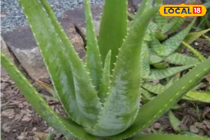 Moradabad news,hindi news,up news,local news, मुरादाबाद समाचार, हिंदी समाचार, यूपी समाचार, लोकल समाचार।