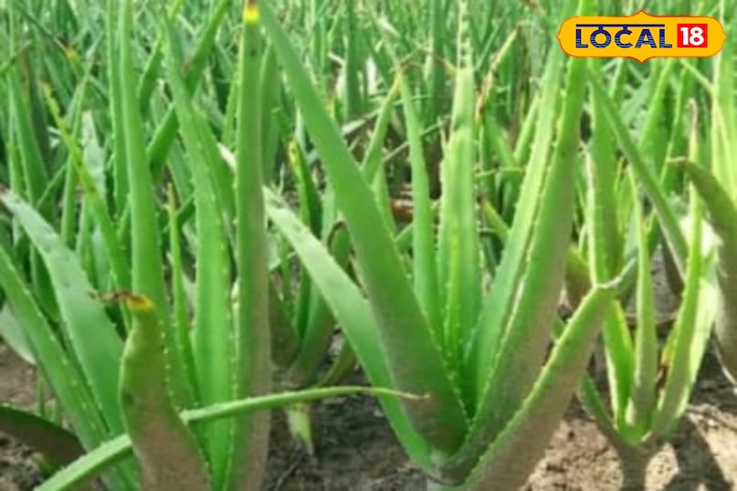 Moradabad news,hindi news,up news,local news, मुरादाबाद समाचार, हिंदी समाचार, यूपी समाचार, लोकल समाचार।