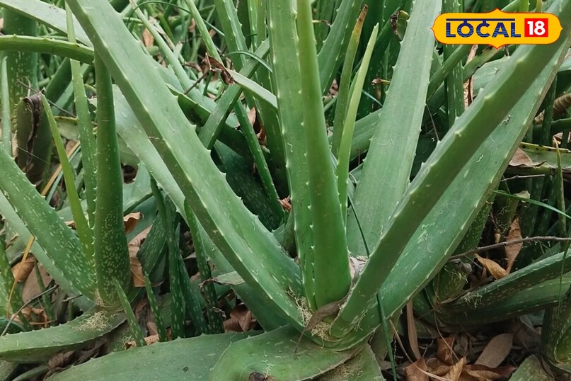 Moradabad news,hindi news,up news,local news, मुरादाबाद समाचार, हिंदी समाचार, यूपी समाचार, लोकल समाचार।