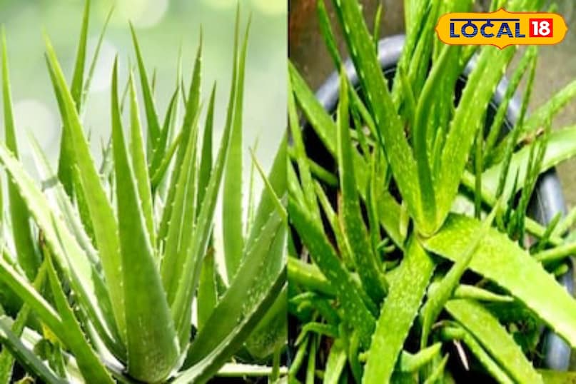 Moradabad news,hindi news,up news,local news, मुरादाबाद समाचार, हिंदी समाचार, यूपी समाचार, लोकल समाचार।