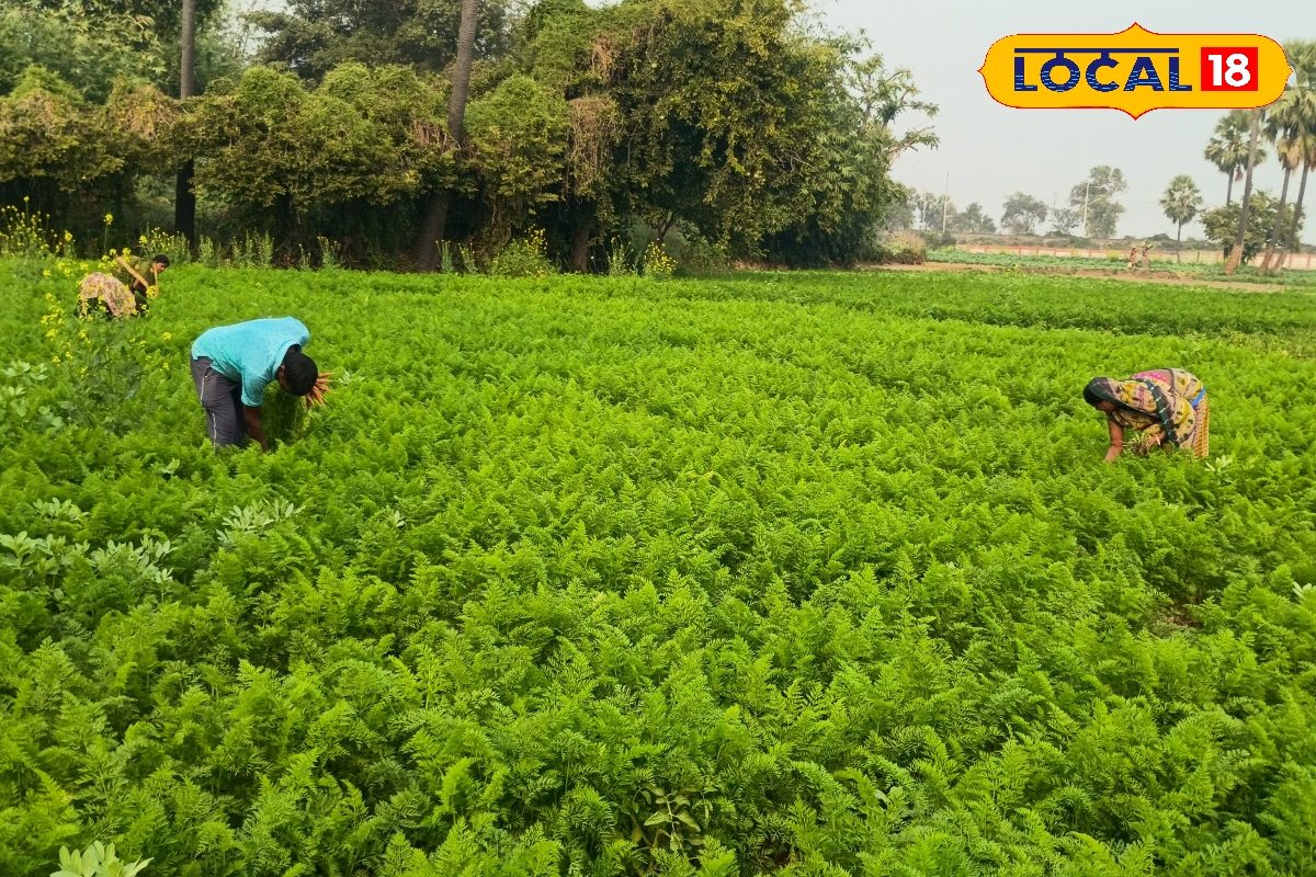 700 की लागत, 10000 का मुनाफा... गाजर की खेती से किसान बन सकते हैं लखपति