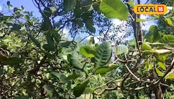 काजू की खेती से अब होगी लाखों की कमाई, बस जान लें बागवानी का ये तरीका