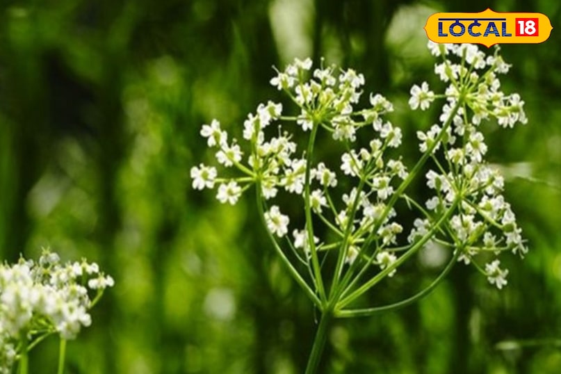 जीरा खेती में सिंचाई करते समय बुवाई के तुरंत बाद हल्की सिंचाई, बुवाई के 7-10 दिन बाद दूसरी हल्की सिंचाई, और फिर मौसम और मिट्टी के आधार पर 15-25 दिन के अंतराल पर हल्की सिंचाई करें. फसल पकने के दौरान, जब दाने भरने लगें, तो सिंचाई बंद कर दें, केवल अंतिम सिंचाई गहरी करें. जीरा खेती में सिंचाई करते समय बुवाई के तुरंत बाद हल्की सिंचाई, बुवाई के 7-10 दिन बाद दूसरी हल्की सिंचाई, और फिर मौसम और मिट्टी के आधार पर 15-25 दिन के अंतराल पर हल्की सिंचाई करें. फसल पकने के दौरान, जब दाने भरने लगें, तो सिंचाई बंद कर दें, केवल अंतिम सिंचाई गहरी करें.